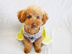 f6a0ca2dccbbb98de309d26ea1649e57_s